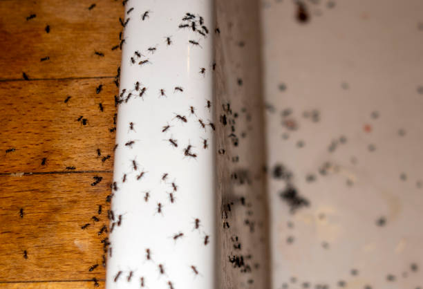 Best Ant Control Services  in Milford Mill, MD