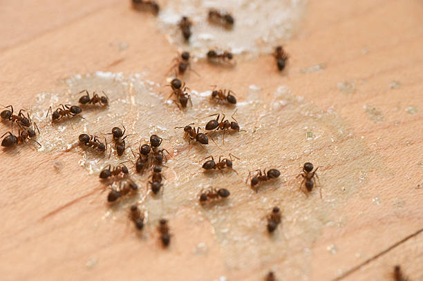 Reliable Milford Mill, MD Pest Control Solutions